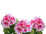 d&eacute;couvrez tout sur les g&eacute;raniums : conseils de culture, vari&eacute;t&eacute;s populaires et astuces pour des fleurs &eacute;clatantes toute l'ann&eacute;e.