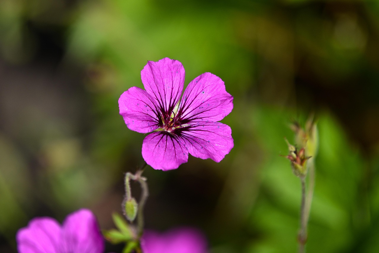 d&eacute;couvrez tout sur les g&eacute;raniums : conseils de culture, vari&eacute;t&eacute;s populaires et astuces pour des fleurs &eacute;clatantes toute l'ann&eacute;e.