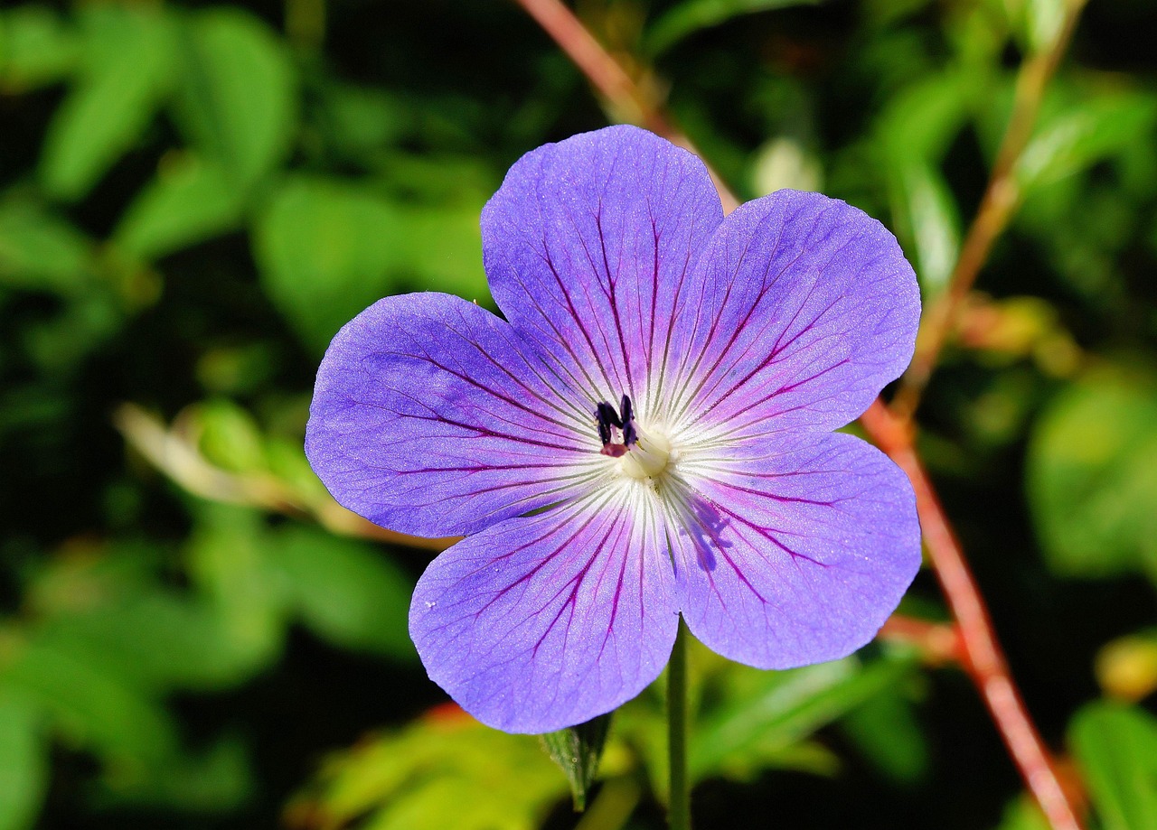 d&eacute;couvrez tout sur les g&eacute;raniums : conseils de culture, vari&eacute;t&eacute;s populaires, entretien et astuces pour un jardin color&eacute; et fleuri toute l'ann&eacute;e.