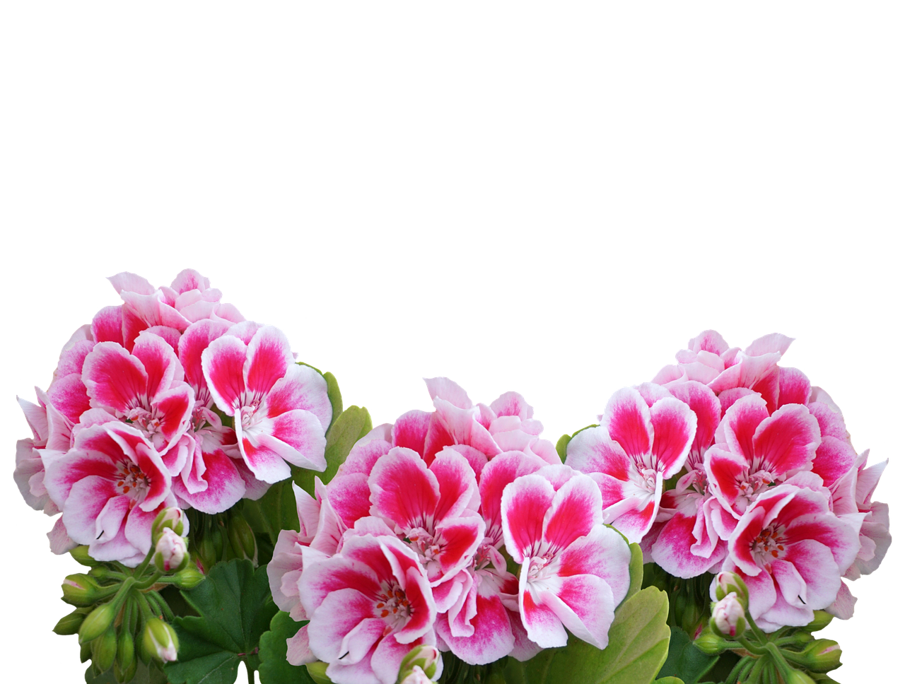 d&eacute;couvrez tout sur les g&eacute;raniums : conseils de culture, vari&eacute;t&eacute;s populaires et astuces pour des fleurs &eacute;clatantes toute l'ann&eacute;e.
