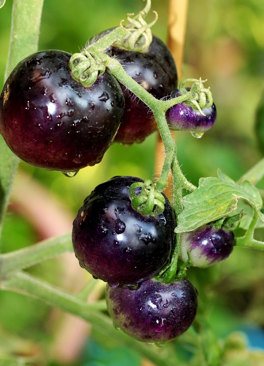 d&eacute;couvrez une s&eacute;lection vari&eacute;e de vari&eacute;t&eacute;s de tomates pour tous les go&ucirc;ts et tous les jardins, des tomates cerises aux grandes tomates beefsteak.