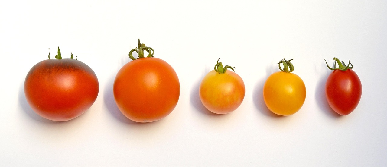 d&eacute;couvrez une s&eacute;lection vari&eacute;e de vari&eacute;t&eacute;s de tomates adapt&eacute;es &agrave; tous les jardins, du potager amateur aux cultures professionnelles.