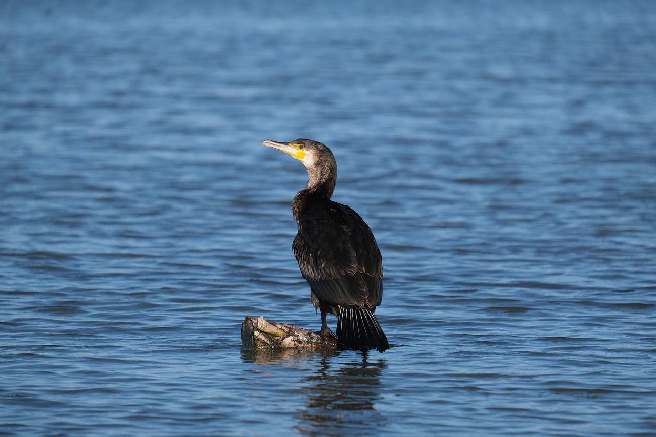 d&eacute;couvrez des conseils et strat&eacute;gies efficaces pour la conservation de l'eau afin de prot&eacute;ger cette ressource pr&eacute;cieuse et contribuer &agrave; un avenir durable.