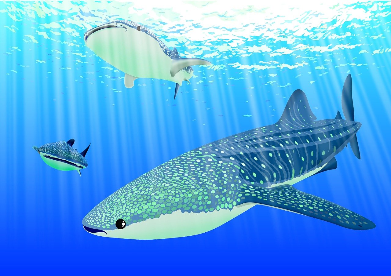 d&eacute;couvrez les requins-baleines, les plus grands poissons du monde, connus pour leur taille impressionnante et leur comportement paisible dans les oc&eacute;ans.