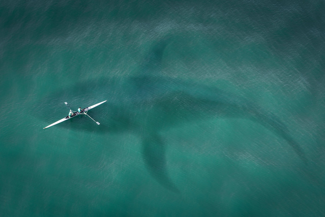 d&eacute;couvrez les requins-baleines, les plus grands poissons du monde, leurs caract&eacute;ristiques, leur habitat et leur comportement fascinant.