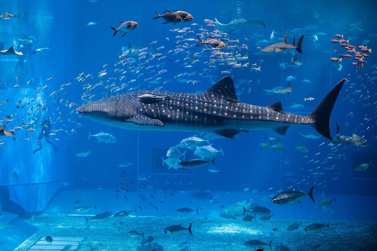 d&eacute;couvrez les requins-baleines, les plus grands poissons du monde, connus pour leur taille impressionnante et leur nature paisible dans les oc&eacute;ans tropicaux.